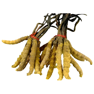 DARUHALDI