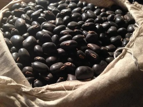 BAIDANKA SEED - Image 2