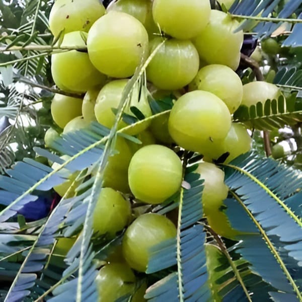 BARI AMLA