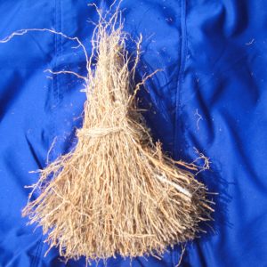 BENA ROOT