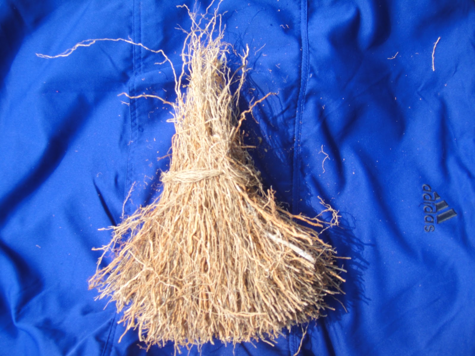 BENA ROOT