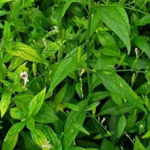 BHUIN NEEM