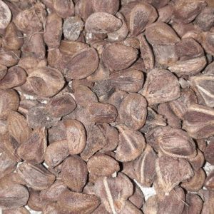 BRUDHADARAKA SEED