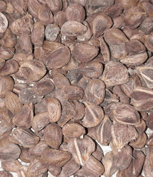 BRUDHADARAKA SEED
