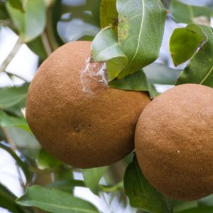CHAULMOOGRA FRUIT