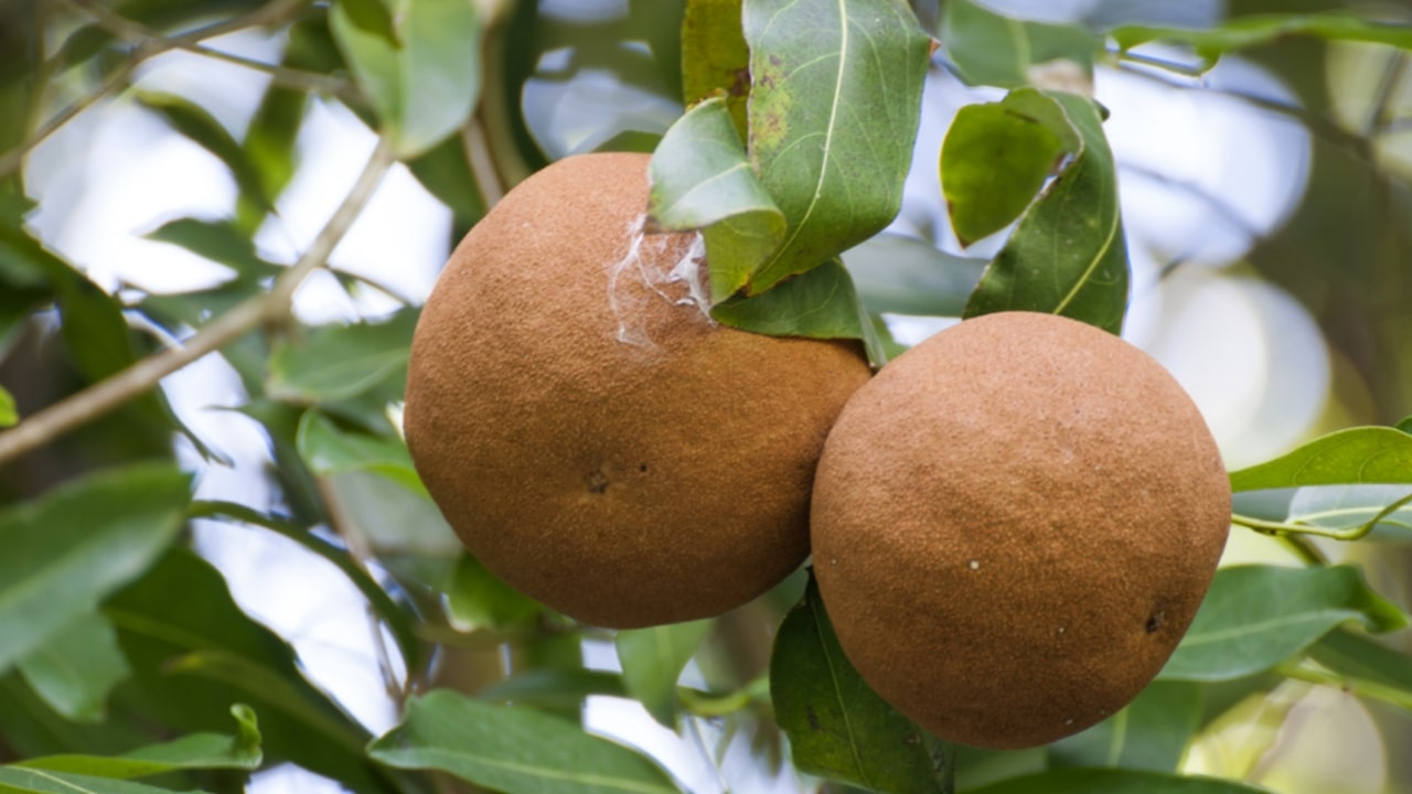 CHAULMOOGRA FRUIT