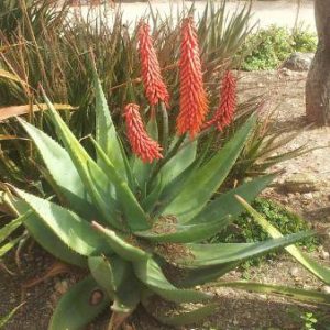 ALOE VERA FLOWER