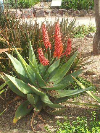 ALOE VERA FLOWER