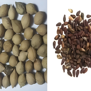 PUTRAJEEVAK SEED
