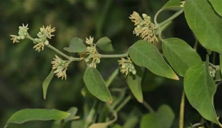 JIVANTI