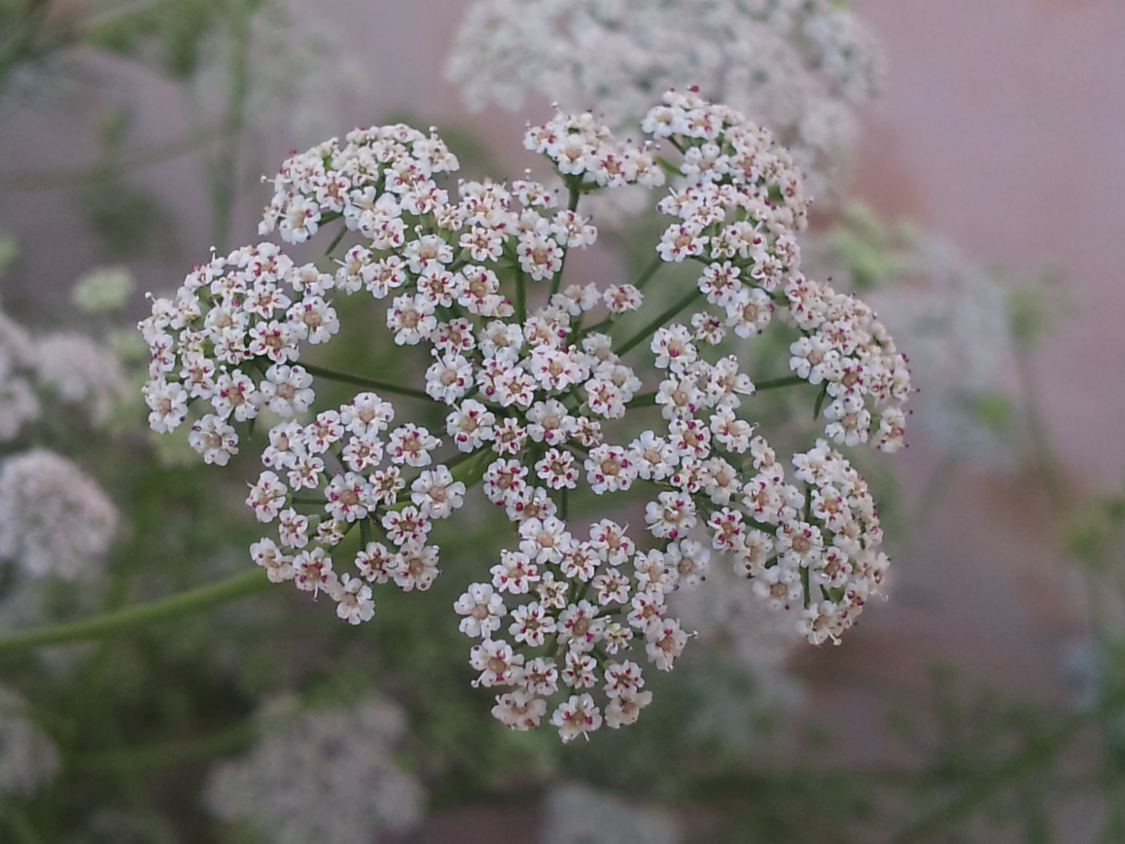 JUANI FLOWER