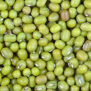 KANIKA SEED