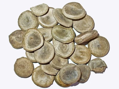 KOCHILA SEED - Image 2