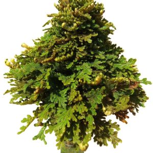 MRUTYU SANJIVANI LEAF