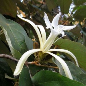 MUCHUKUNDA FLOWER