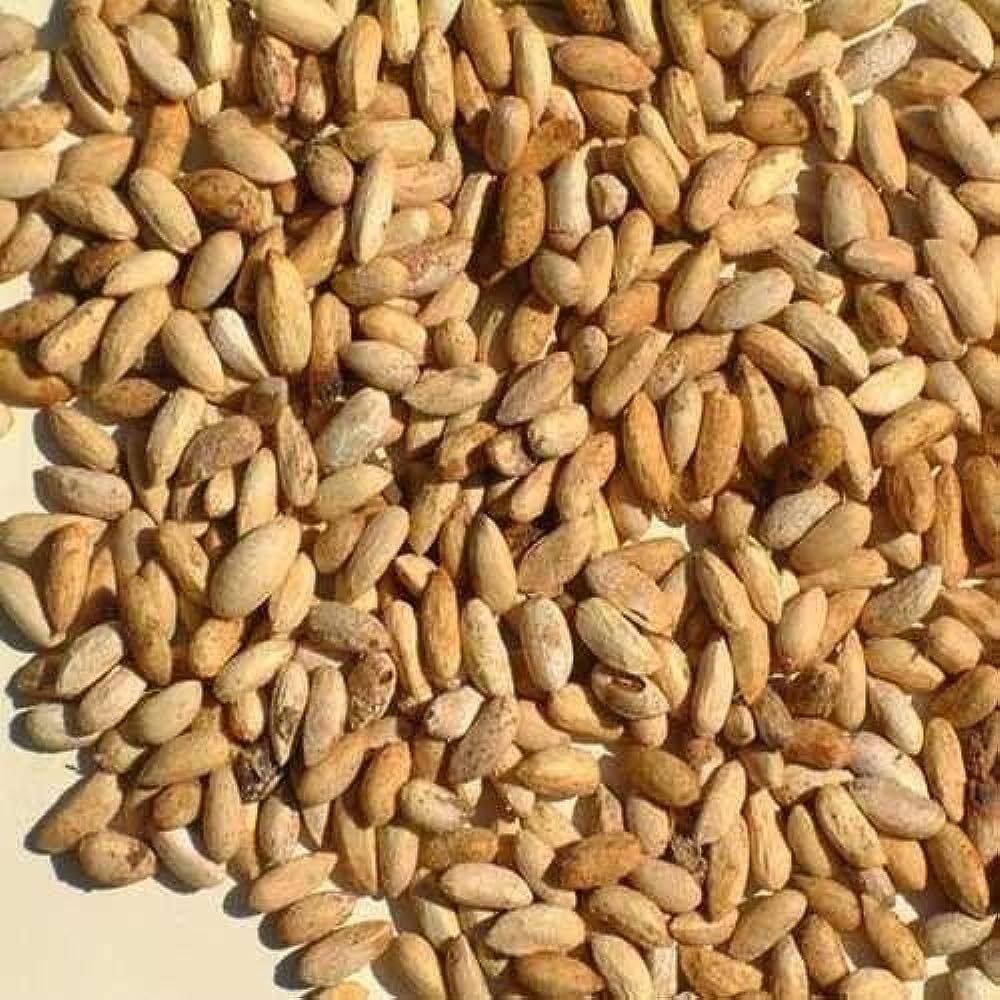 NEEM SEED - Image 3