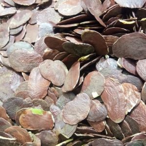 PALASH PAPAD