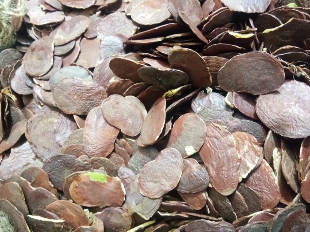 PALASH PAPAD