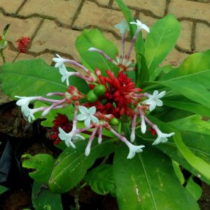 PATAL GARUDA