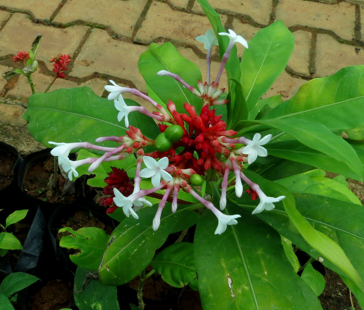 PATAL GARUDA