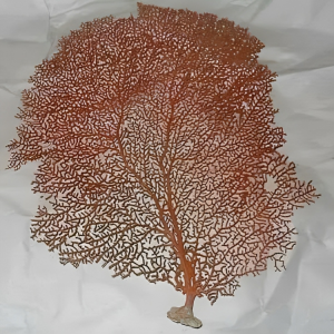 Indrajal plant (per piece)